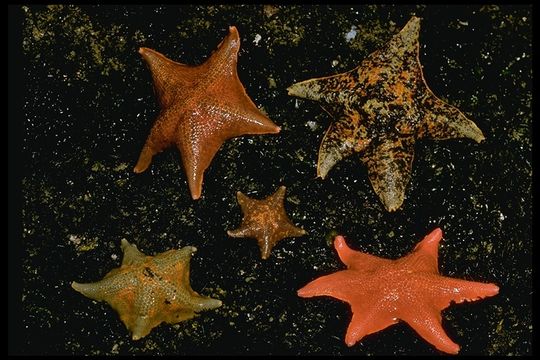 Image of Bat star