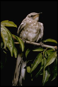 Image of Northern Mockingbird