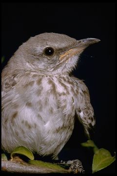 Image of Northern Mockingbird