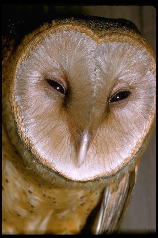 Image of Barn Owl