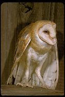 Image of Barn Owl