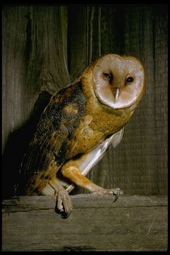 Image of Barn Owl