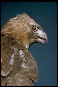 Image of Red-tailed Hawk