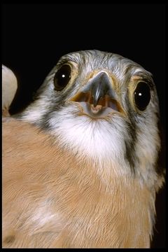 Image of American Kestrel