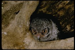 Image of Western Screech Owl