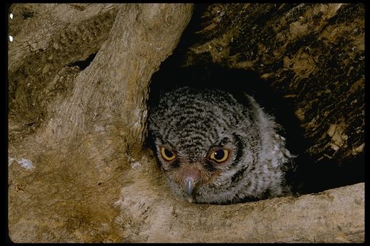 Image of Western Screech Owl