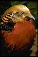 Image of Golden Pheasant