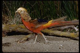 Image of Golden Pheasant