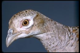 Image of Golden Pheasant