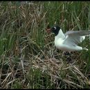 Image of Franklin's Gull