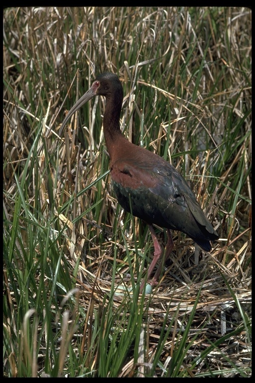 Image of White-faced Ibis