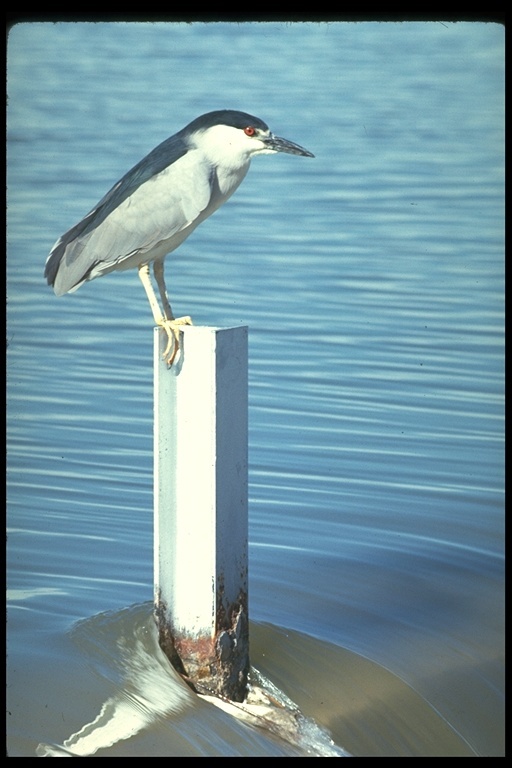 Image of Black-crowned Night Heron