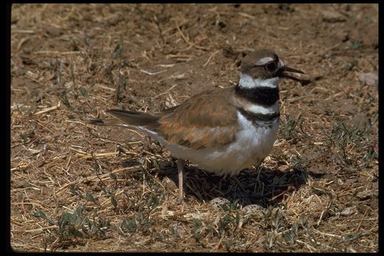 Image of Killdeer