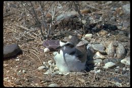 Слика од Charadrius nivosus (Cassin 1858)