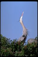 Image of Great Blue Heron