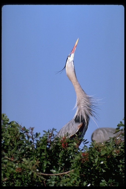 Image of Great Blue Heron