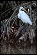 Image of Great Egret