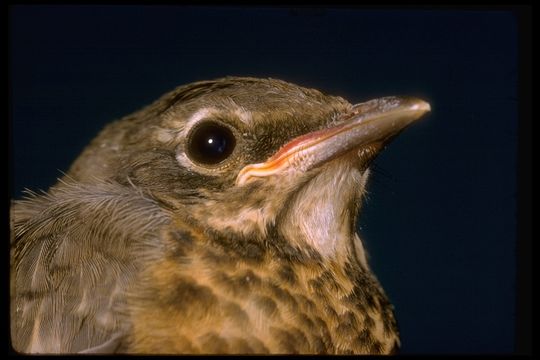 Image of American Robin