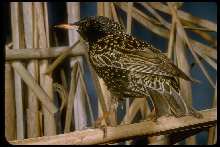 Imagem de Sturnus vulgaris Linnaeus 1758