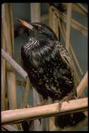 Image of Common Starling