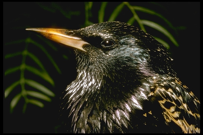 Image of Common Starling