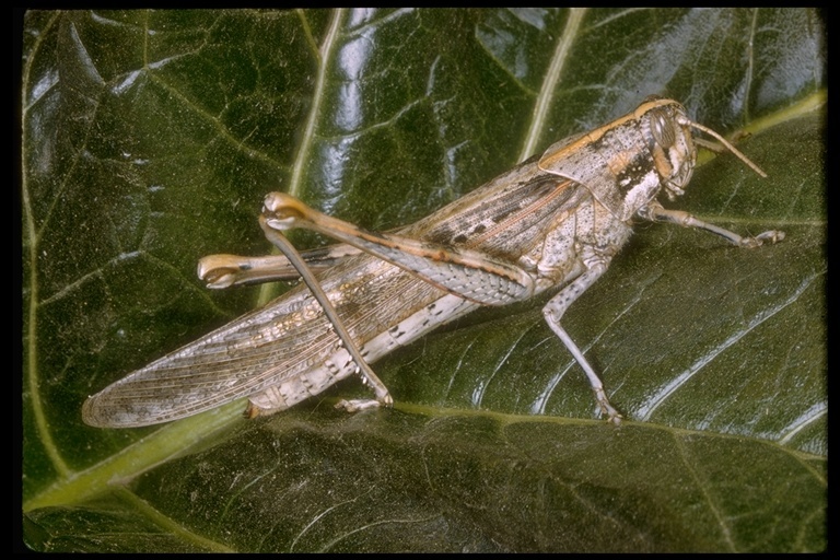 Image of Vagrant grasshopper