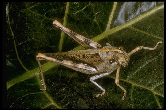 Image of Vagrant grasshopper