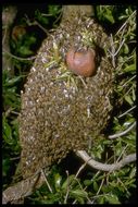 Image of honey bees