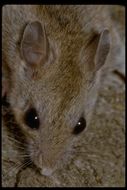 Image of Deer Mice
