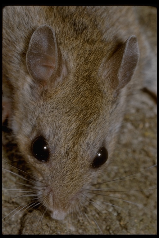 Image de Peromyscus Gloger 1841