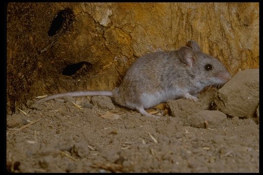 Image of Deer Mice