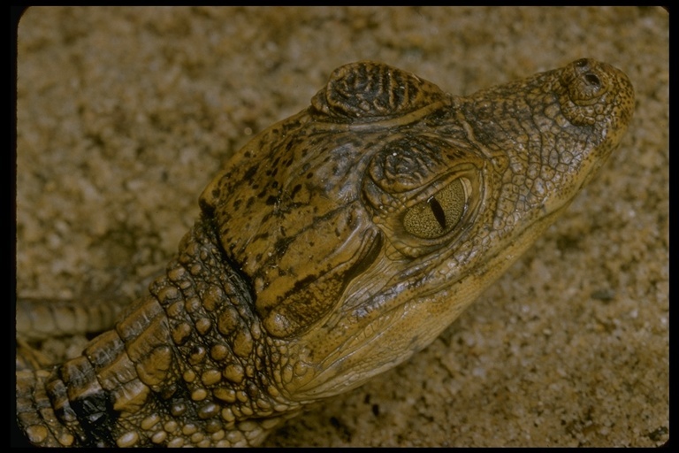 Image of Common Caiman