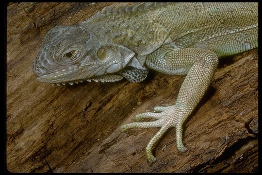 Image of Green iguana