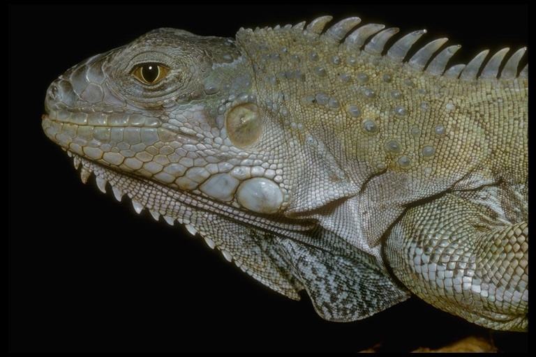 Image of Green iguana