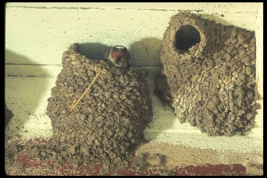 Image of American Cliff Swallow