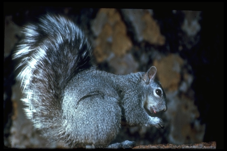 western gray squirrel