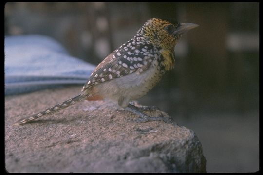 Image of D'Arnaud's Barbet