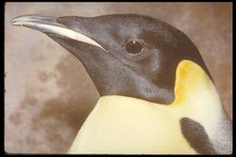 Image of Emperor Penguin