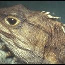 Image of Cook Strait Tuatara