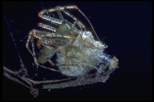 Image of lynx spiders