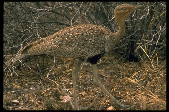 Image of Black-bellied Bustard