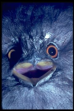 Image of Tawny Frogmouth