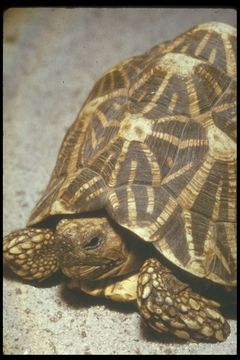 Plancia ëd Geochelone elegans (Schoepff 1795)