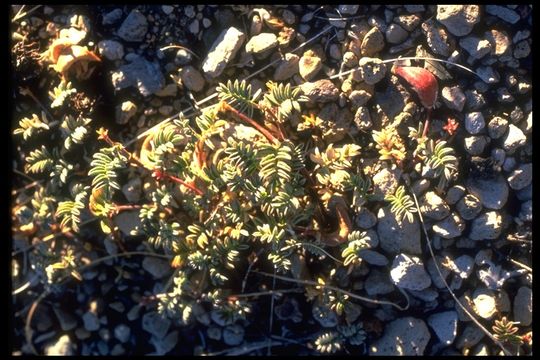 Image de Astragalus monoensis Barneby