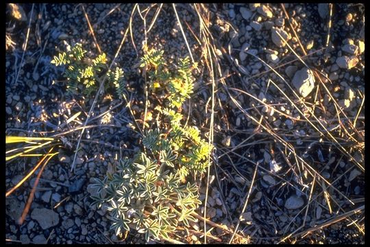 Image de Astragalus monoensis Barneby