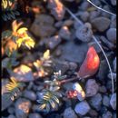 صورة Astragalus monoensis Barneby