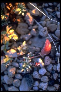 Imagem de Astragalus monoensis Barneby