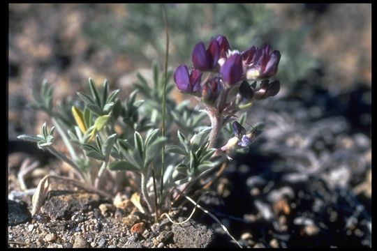 Image of Mono Lake lupine