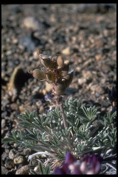 Image of Mono Lake lupine