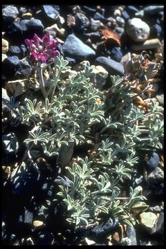 Image of Mono Lake lupine